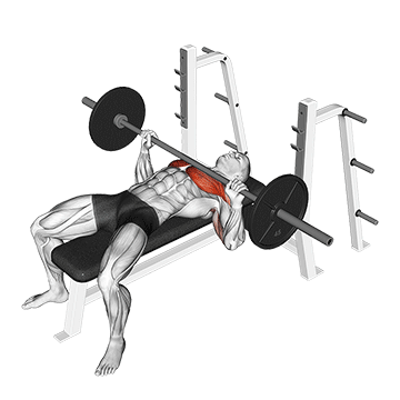 Bench Press (Barbell) demonstration