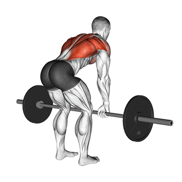 Bent Over Row (Barbell) demonstration