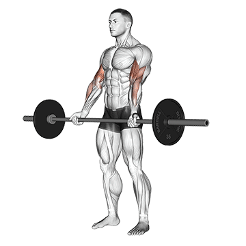Bicep Curl (Barbell) demonstration
