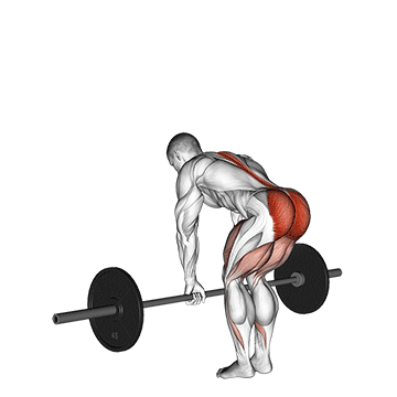 Romanian Deadlift (Barbell) demonstration