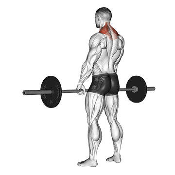 Shrug (Barbell) demonstration