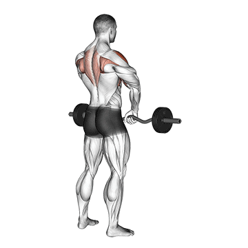 Upright Row (Barbell) demonstration
