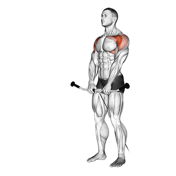 Cable Front Raise demonstration