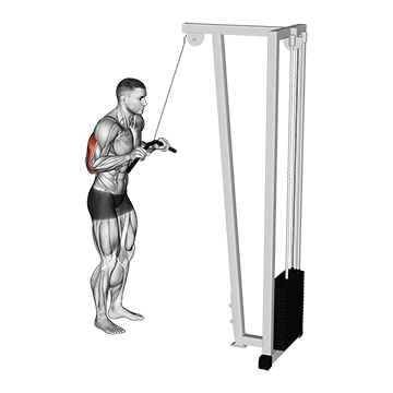 Tricep Pushdown (Cable) demonstration