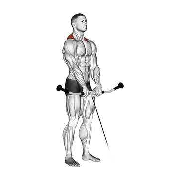 Cable Shrug demonstration