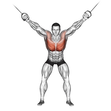 Cable Standing Fly demonstration