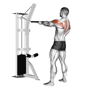 Face Pull (Cable) demonstration