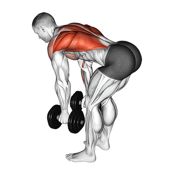 Bent Over Row (Dumbbell) demonstration