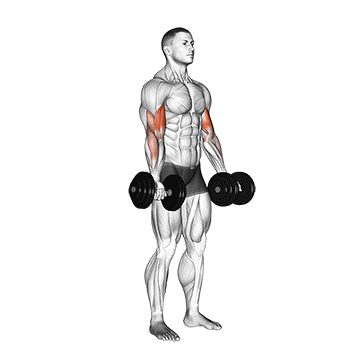 Bicep Curl (Dumbbell) demonstration
