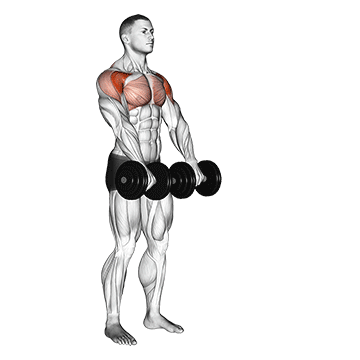 Front Raise (Dumbbell) demonstration