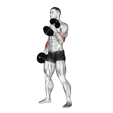 Hammer Curl (Dumbbell) demonstration