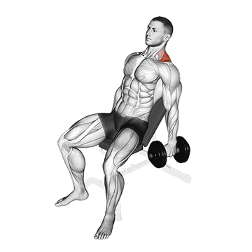 Dumbbell Incline Shrug demonstration