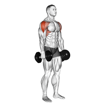 Lateral Raise (Dumbbell) demonstration