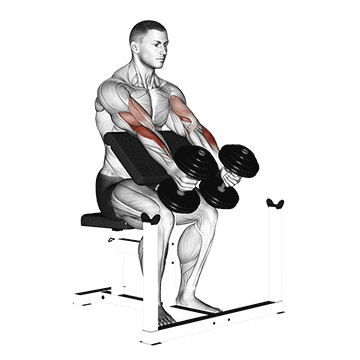 Dumbbell Preacher Hammer Curl demonstration