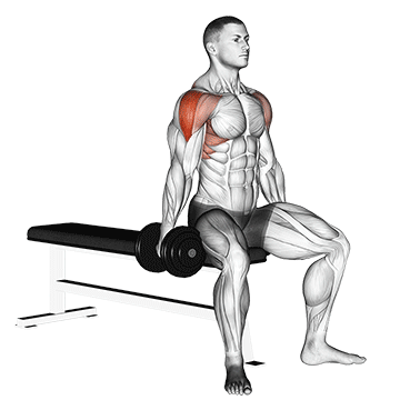 Dumbbell Seated Lateral Raise demonstration