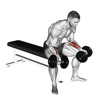 Wrist Curl (Dumbbell) demonstration