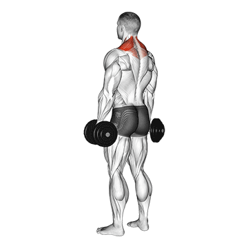 Shrug (Dumbbell) demonstration