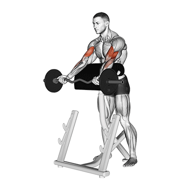 Ez Barbell Spider Curl demonstration