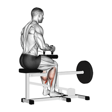 Seated Calf Raise demonstration