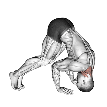 Neck Bridge Prone demonstration