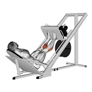 Sled 45° Calf Press demonstration