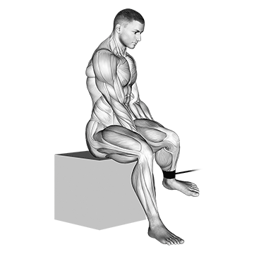 Band Seated Hip External Rotation demonstration