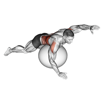 Exercise Ball Alternating Arm Ups demonstration