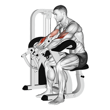 Lever Reverse Grip Preacher Curl demonstration