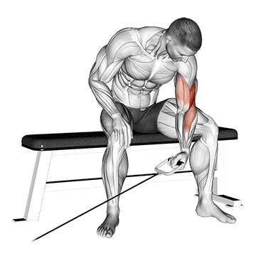 Cable Seated One Arm Concentration Curl demonstration