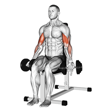 Dumbbell Seated Bicep Curl demonstration