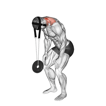 Weighted Standing Neck Extension (with Head Harness) demonstration