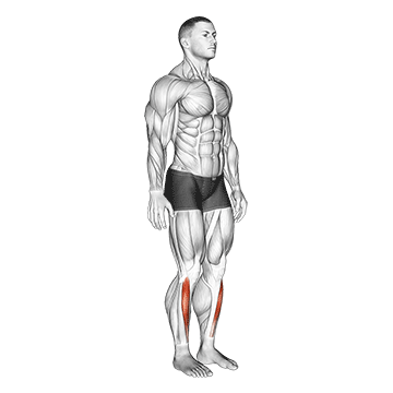 Ankle Dorsal Flexion demonstration