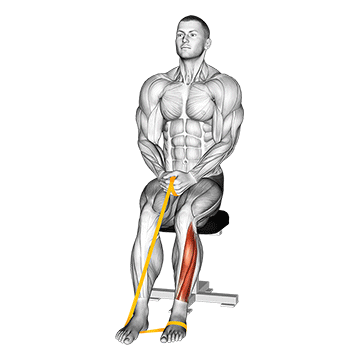 Resistance Band Foot Plantar Flexion demonstration