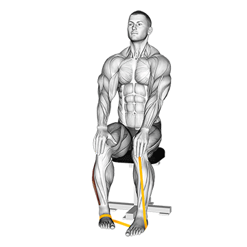 Resistance Band Foot Eversion demonstration